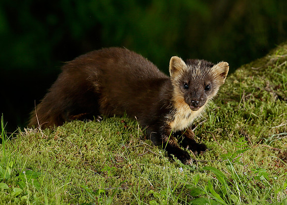 Pine Marten Martes martes