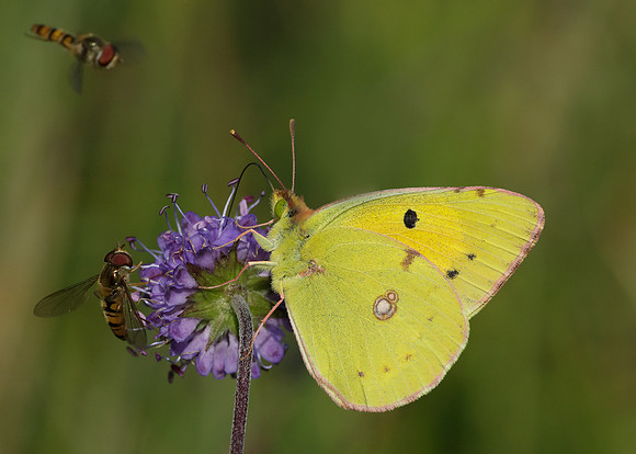 Clouded Yellow Colias croceus