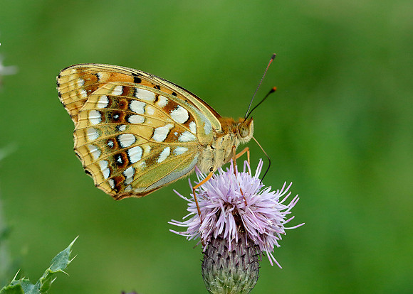 High Brown Fritillary Argynnis adippe