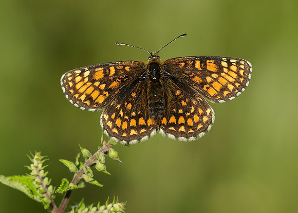 Heath Fritillary Melitaea athalia