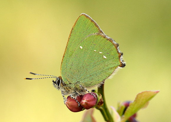 Green Hairstreak Callophrys rubi