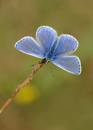 Common Blue Polyommatus icarus