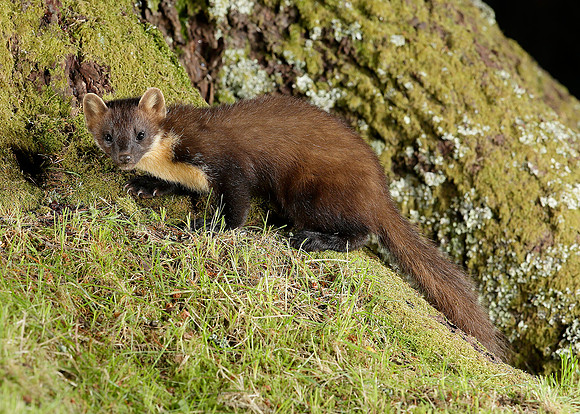 Pine Marten Martes martes