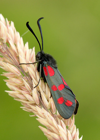 54.008 BF0169 Six-Spot Burnet Zygaena filipendulae