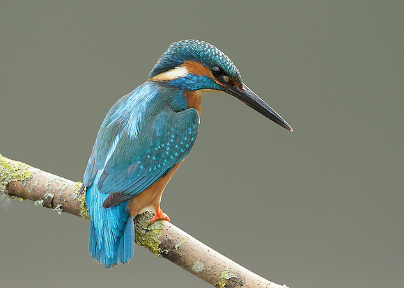 Kingfisher Alcedo atthis