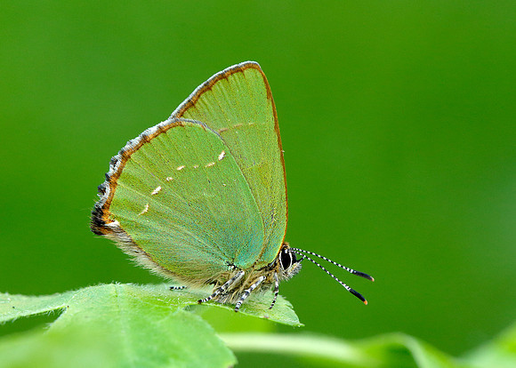 Green Hairstreak Callophrys rubi