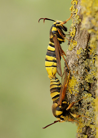 52.002 BF0370 Hornet Moth Sesia apiformis