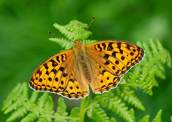 High Brown Fritillary Argynnis adippe