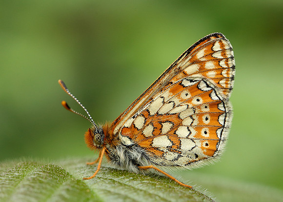 Marsh Fritillary Euphydryas aurinia