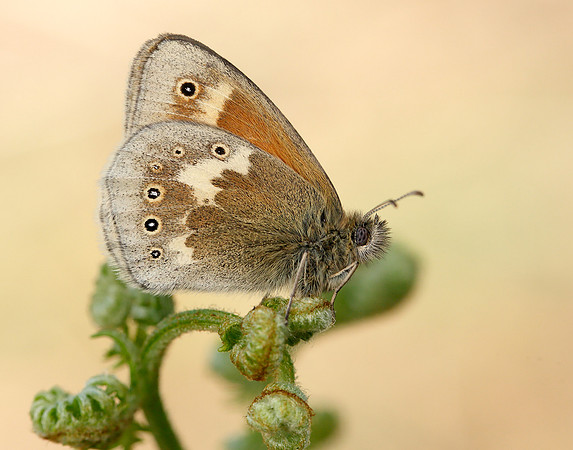 Large Heath Coenonympha tullia polydama