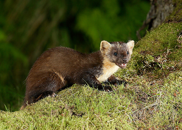 Pine Marten Martes martes