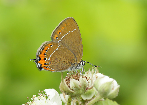 Black Hairstreak Satyrium pruni