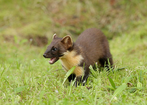 Pine Marten Martes martes