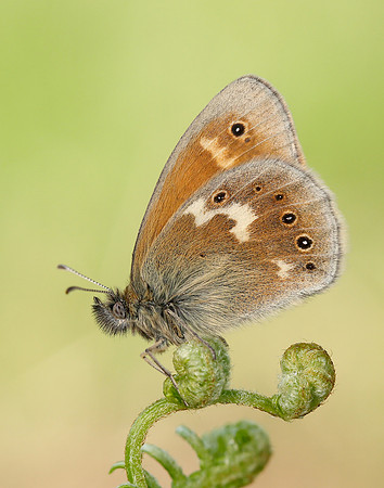 Large Heath Coenonympha tullia polydama