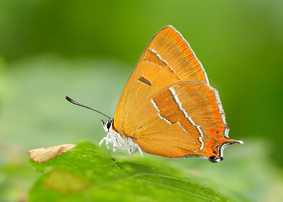 Brown Hairstreak Thecla betulae