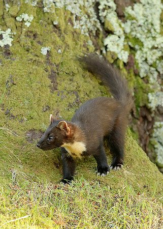 Pine Marten Martes martes