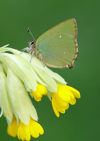Green Hairstreak Callophrys rubi