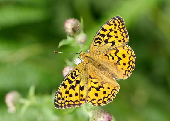 High Brown Fritillary Argynnis adippe