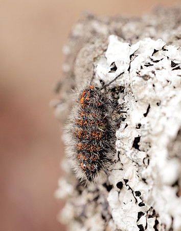 70.249 BF1929 Rannoch Brindled Beauty Lycia lapponaria