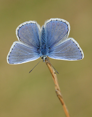 Common Blue Polyommatus icarus