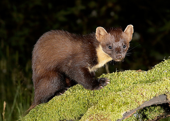 Pine Marten Martes martes