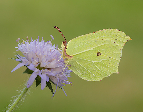 Brimstone Gonepteryx rhamni