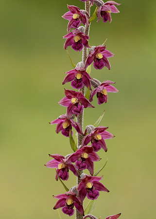 Dark Red Helleborine Epipactis atrorubens