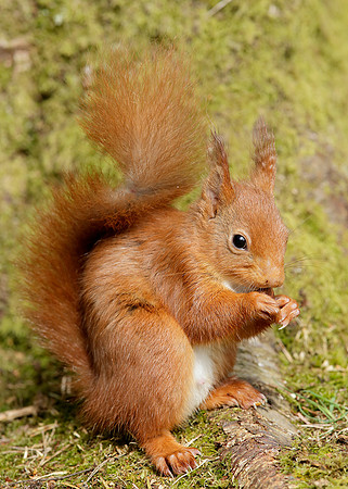 Red Squirrel Sciurus vulgaris