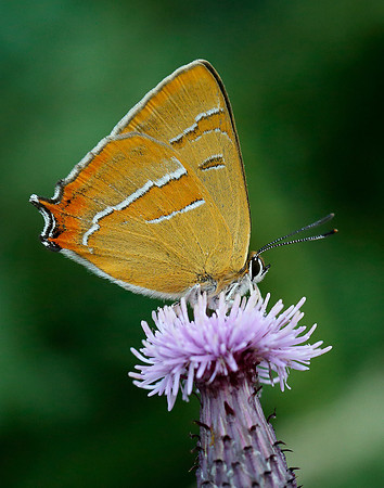 Brown Hairstreak Thecla betulae