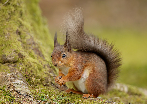 Red Squirrel Sciurus vulgaris