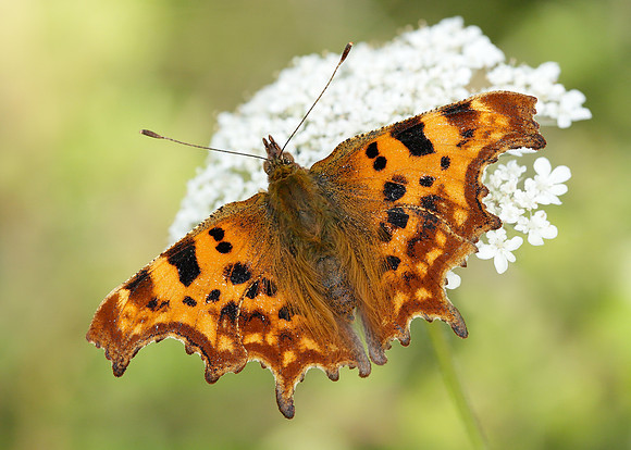 Comma Polygonia c-album