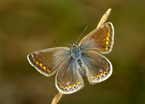 Common Blue Polyommatus icarus