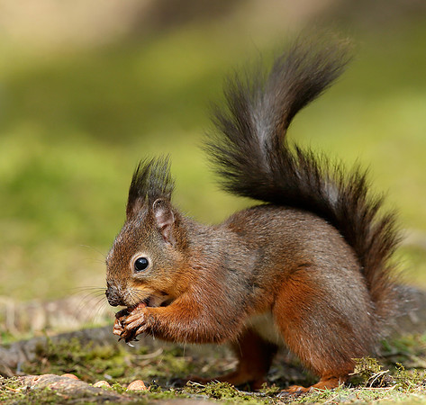 Red Squirrel Sciurus vulgaris