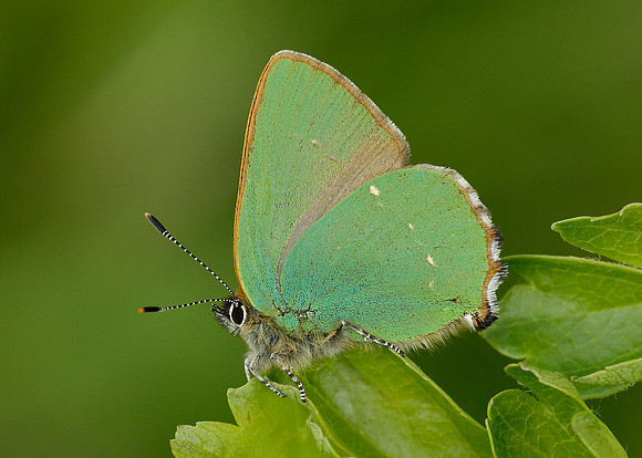 Green Hairstreak Callophrys rubi