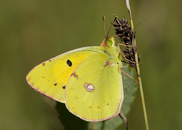 Clouded Yellow Colias croceus