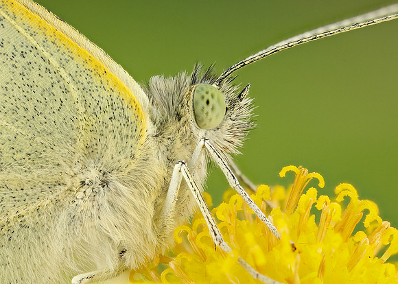 Large White Pieris brassicae