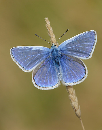 Common Blue Polyommatus icarus