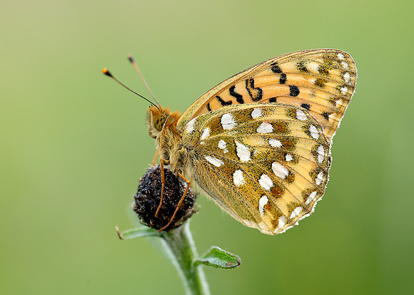 Dark Green Fritillary Argynnis aglaja