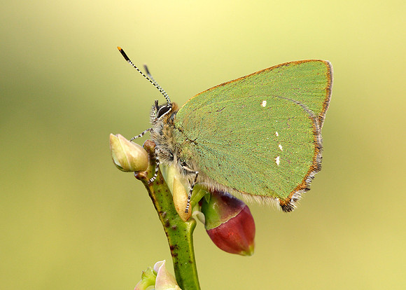 Green Hairstreak Callophrys rubi