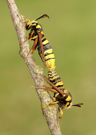 52.002 BF0370 Hornet Moth Sesia apiformis
