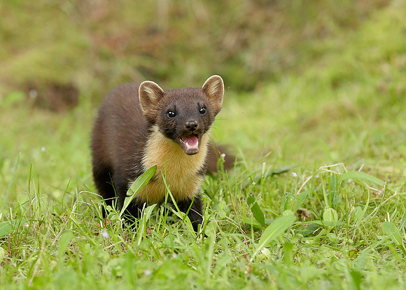 Pine Marten Martes martes