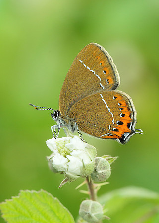 Black Hairstreak Satyrium pruni