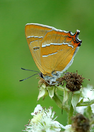 Brown Hairstreak Thecla betulae
