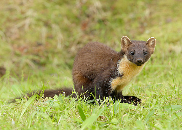 Pine Marten Martes martes