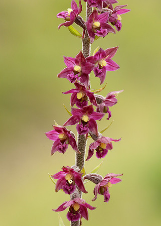 Dark Red Helleborine Epipactis atrorubens