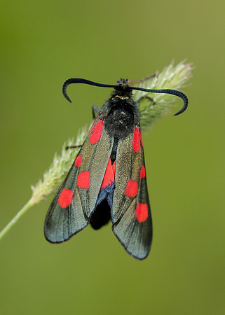 54.009 BF0171 Narrow-bordered Five-spot Burnet Zygaena lonicerae
