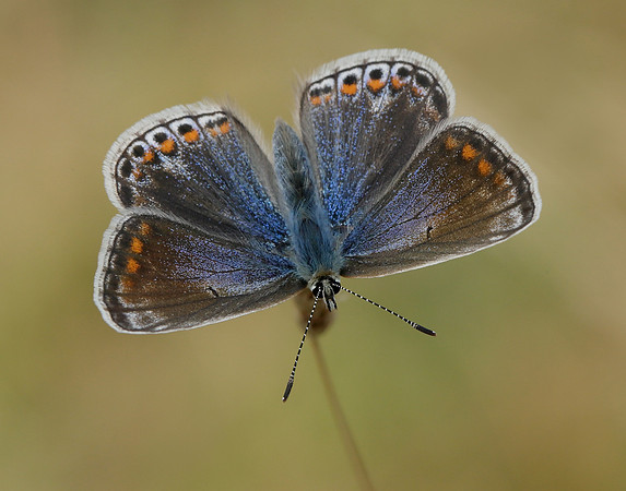 Common Blue Polyommatus icarus