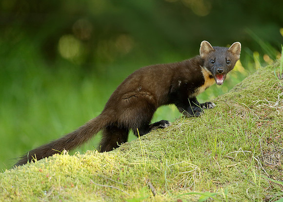 Pine Marten Martes martes