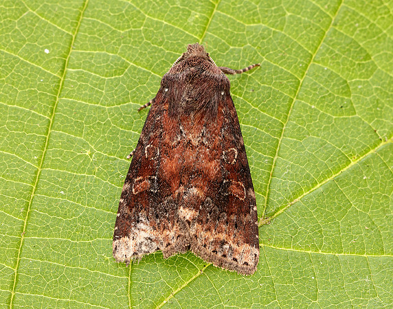 73.221 BF2268 Suspected Parastichtis suspecta