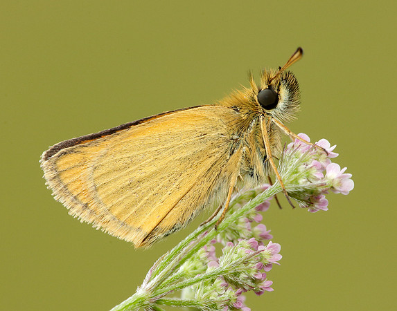 Essex Skipper Thymelicus lineola